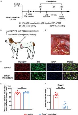 Bmal1 knockdown in the left stellate ganglion inhibits neural activity and prevents ventricular arrhythmias after myocardial ischemia